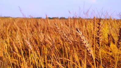 wheat - Creative Commons